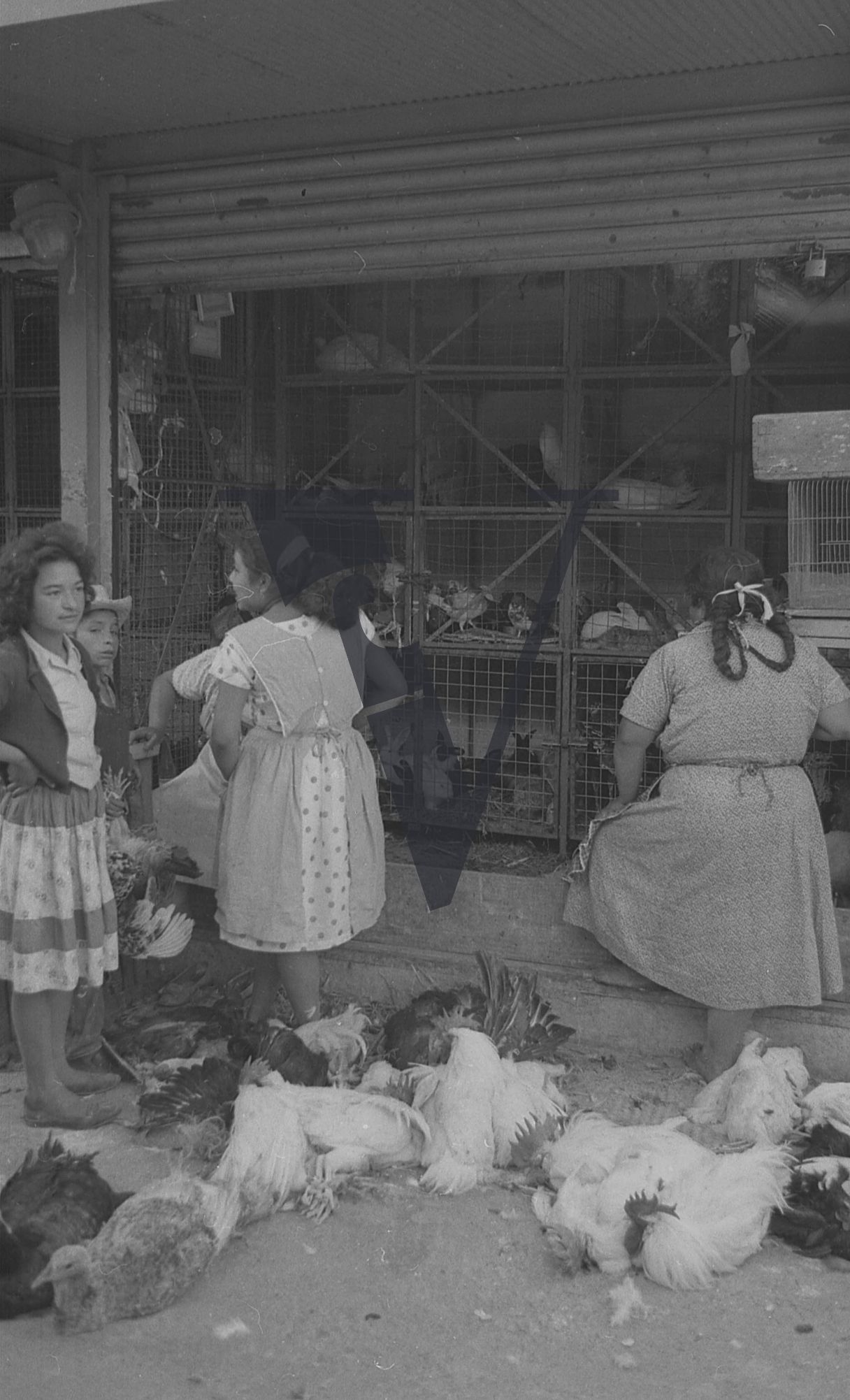Mexico, Women with chickens and rabbits.