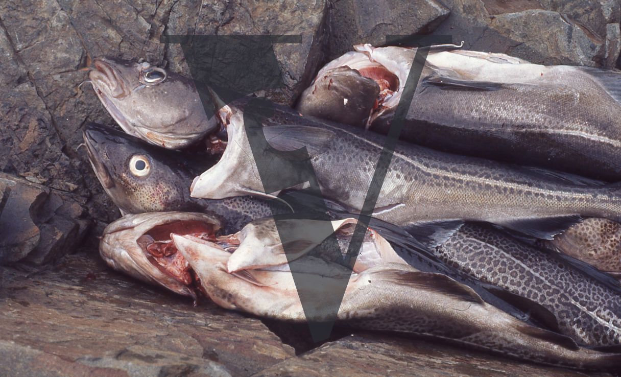 Newfoundland, North West, Corner Brook, gutted fish, closeup.