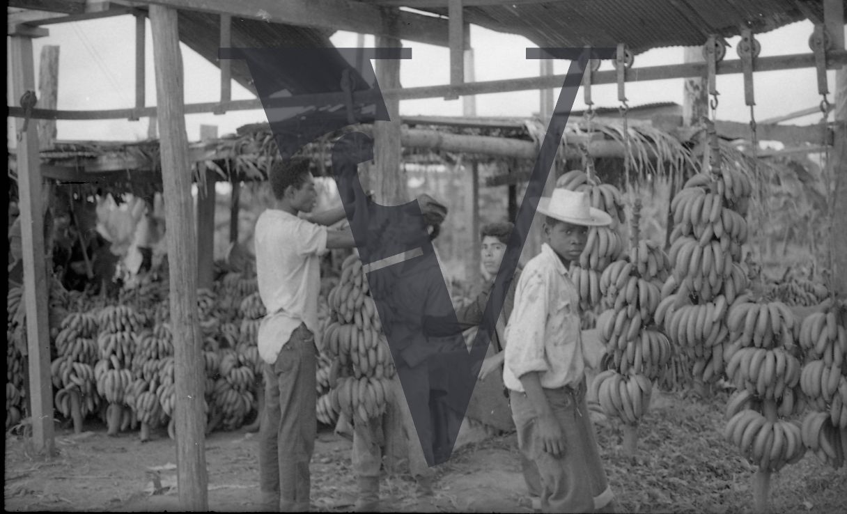 Belize, Men and boys harvest bananas, look at camera.
