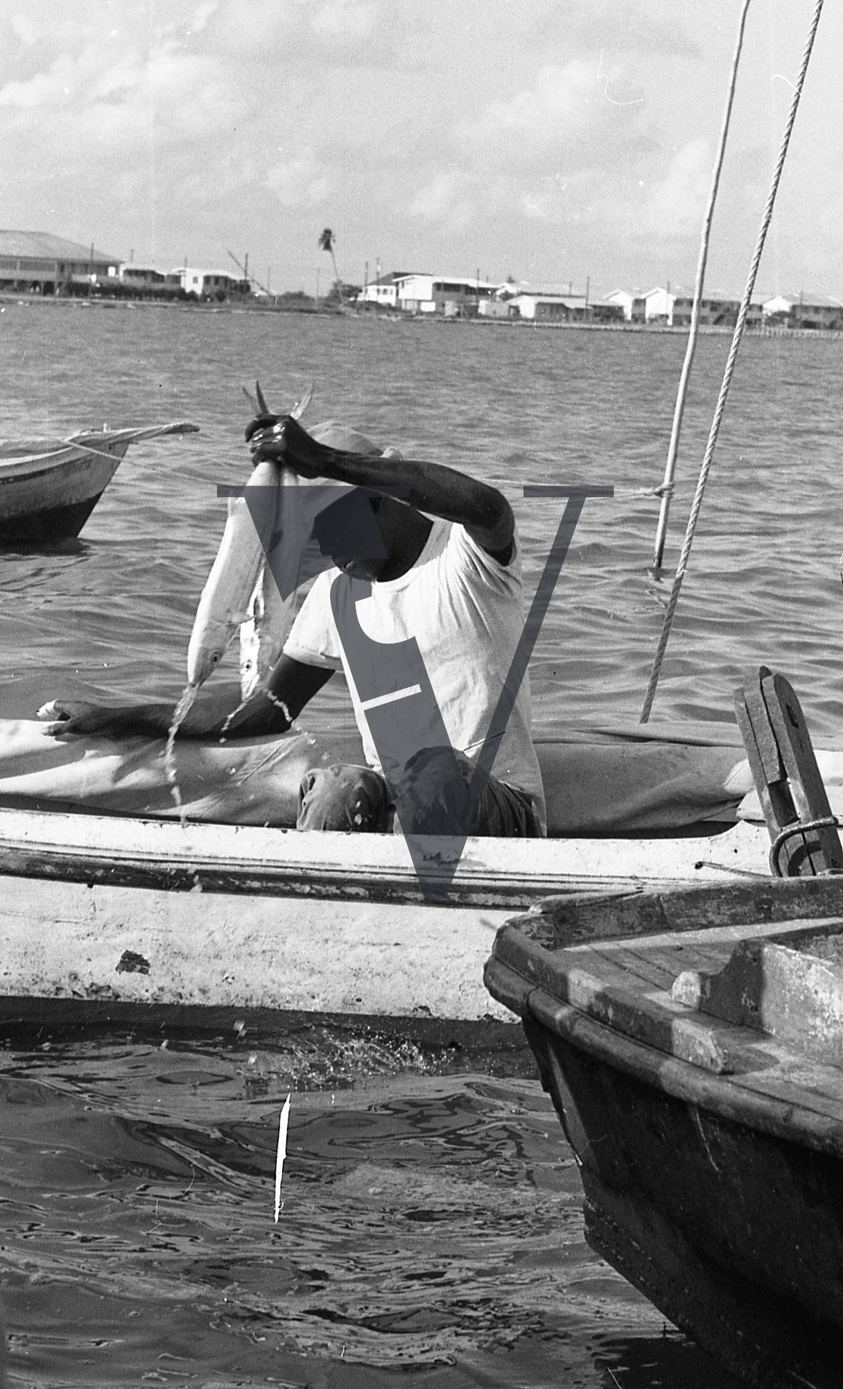 Belize, Fisherman, man pulling fish up to boat.