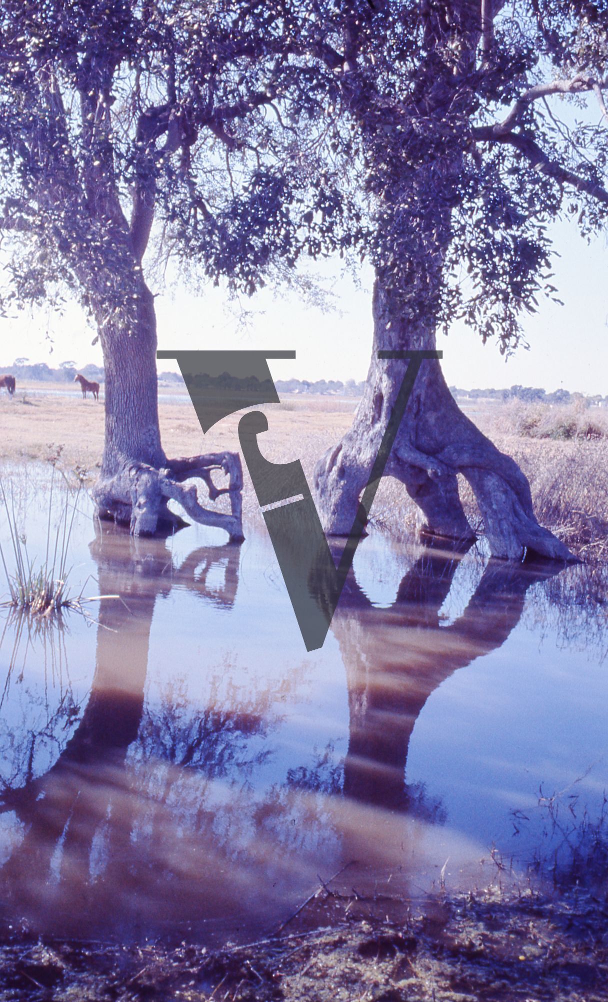 Botswana, Okvango,Trees Reflected in Water.