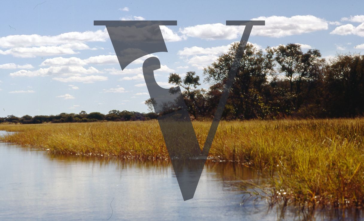 Botswana, Okvango, Swamp Water.