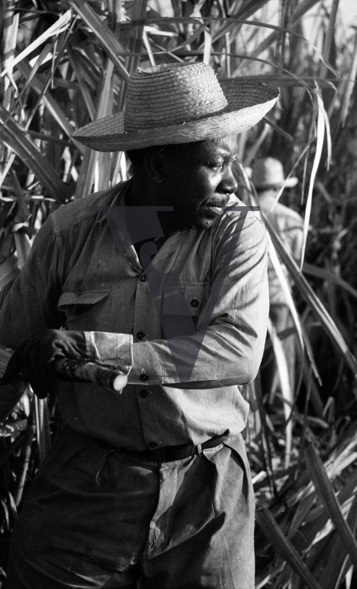 Cuba, Cane cutting, man in hat working with scythe.