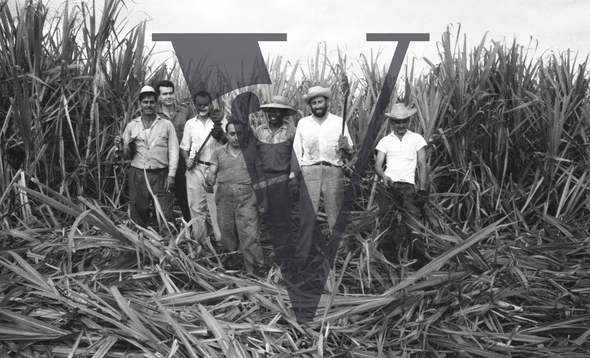 Cuba, Cane cutting, group portrait of men in the canes.