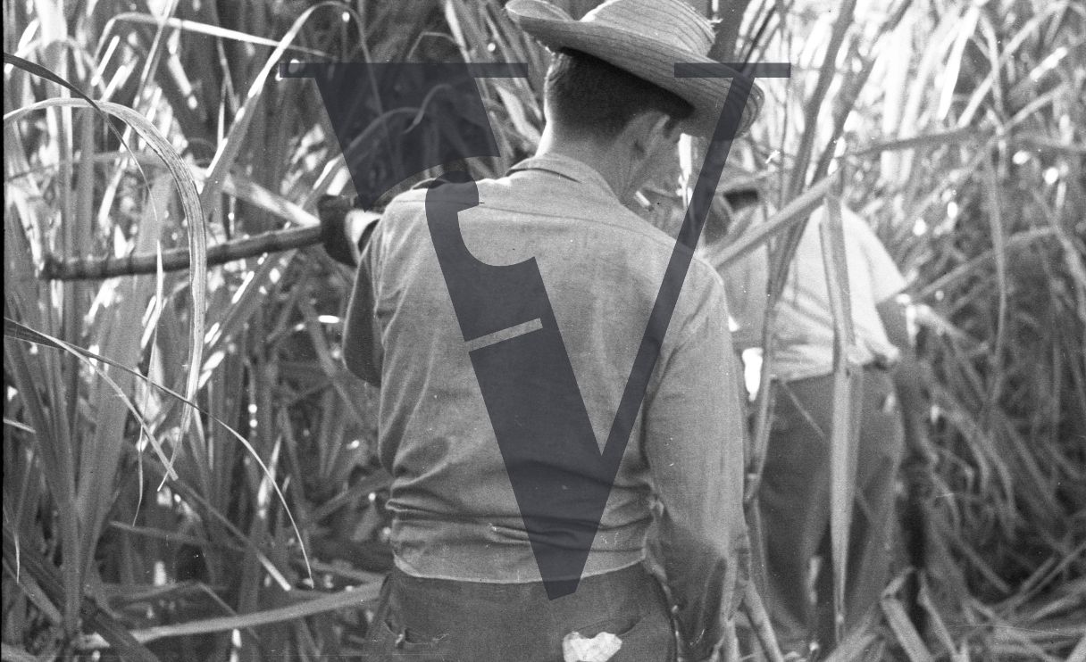 Cuba, Cane cutting, back shot of man wielding blade in canes.