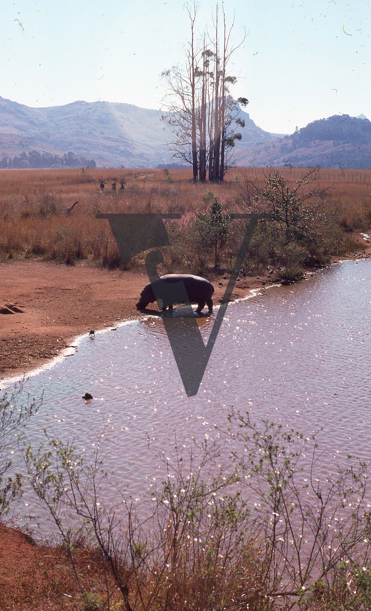 Eswatini, (formerly Swaziland), landscape, hippopotamus drinking.