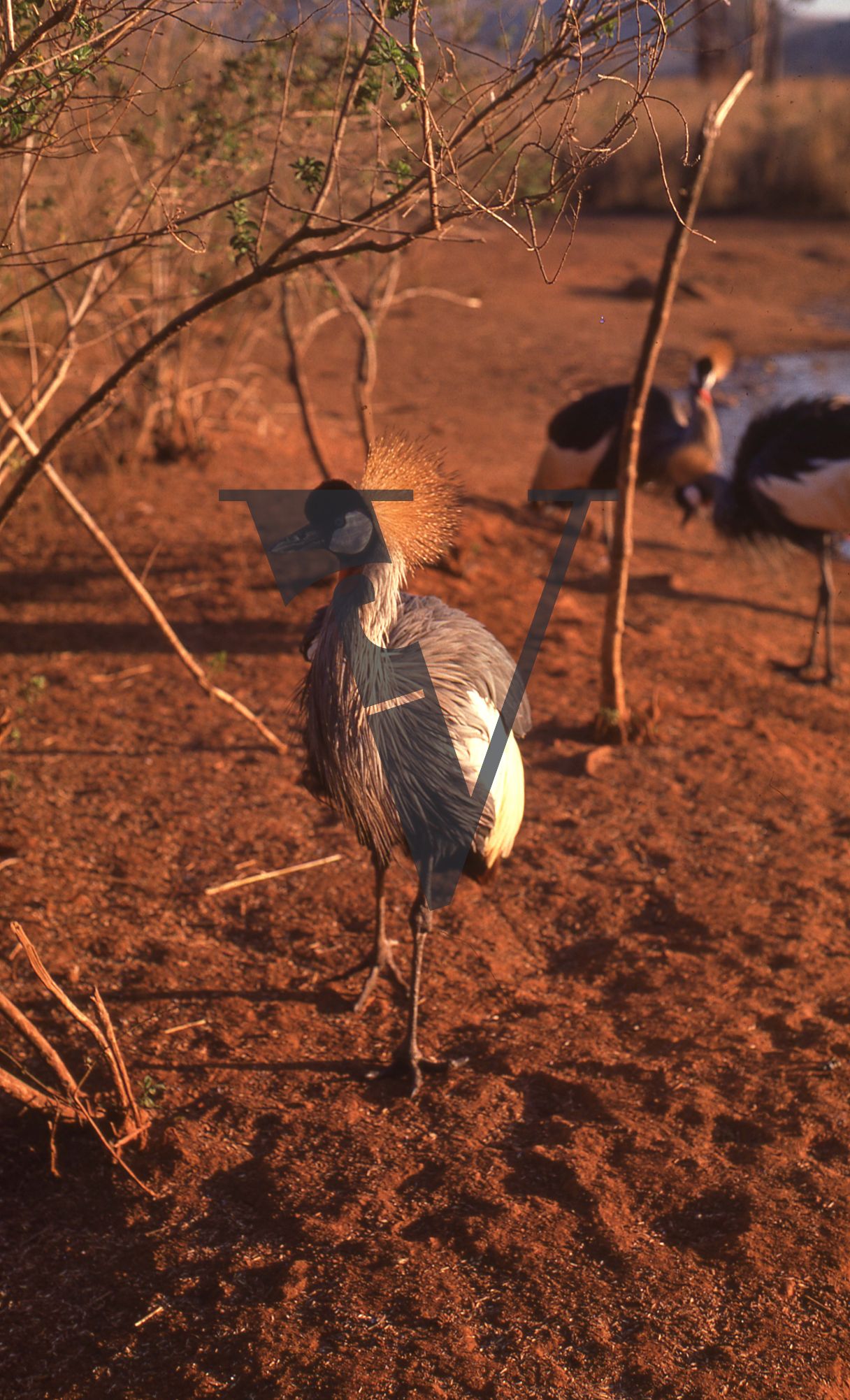 Eswatini, (formerly Swaziland), wildlife, bird.