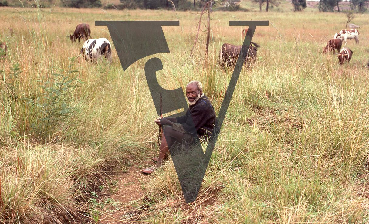 Eswatini, (formerly Swaziland), portrait, farmer, cattle.