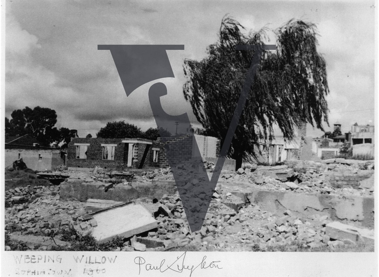 Sophiatown, weeping willow tree in the rubble.