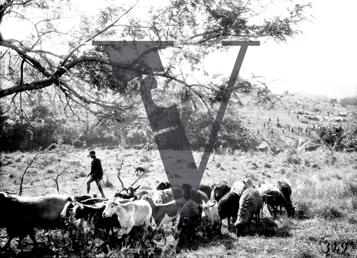 Siliva the Zulu, Production still, goat herder.