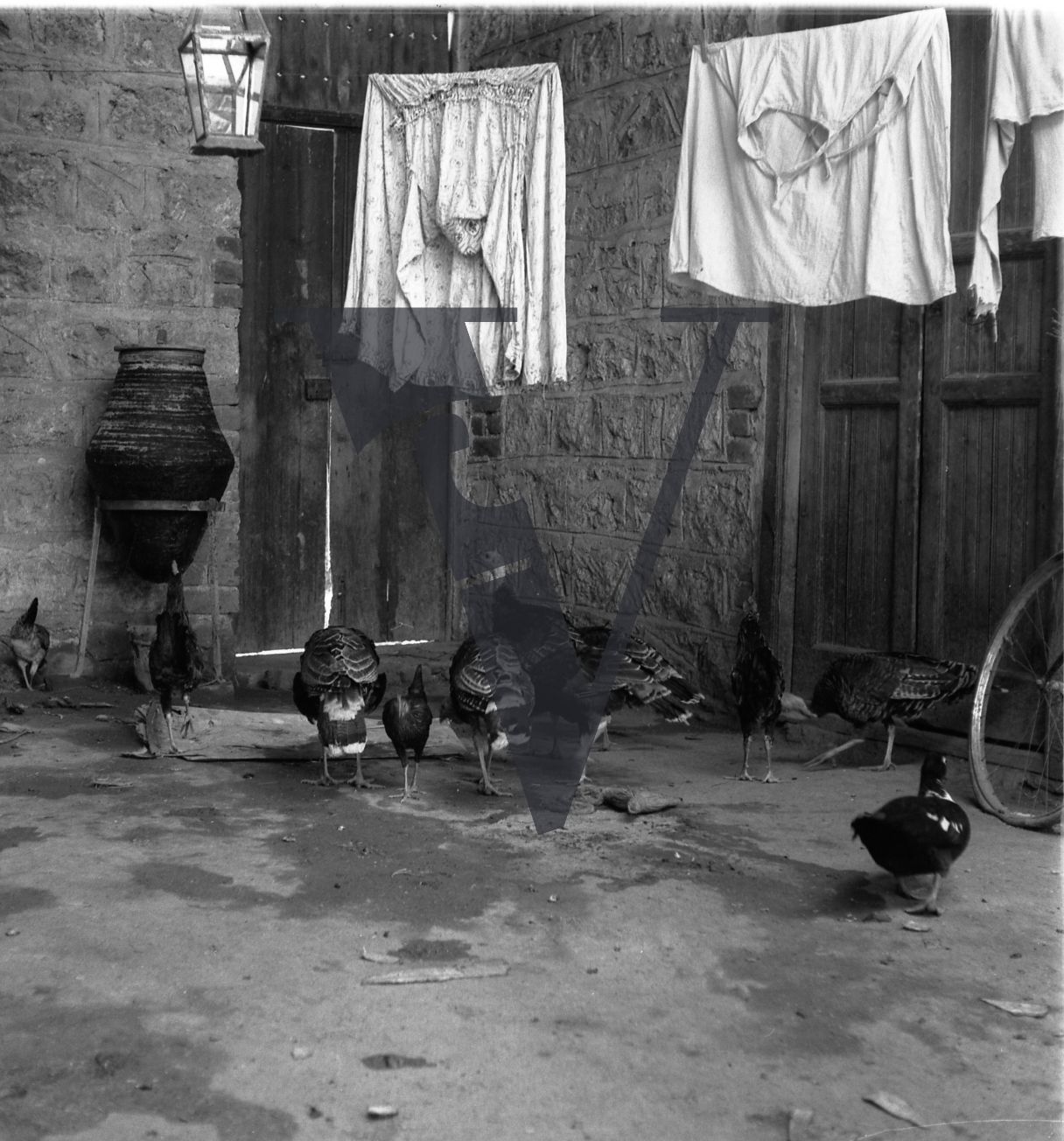 Harrania, Egypt, birds in courtyard while washing dries.