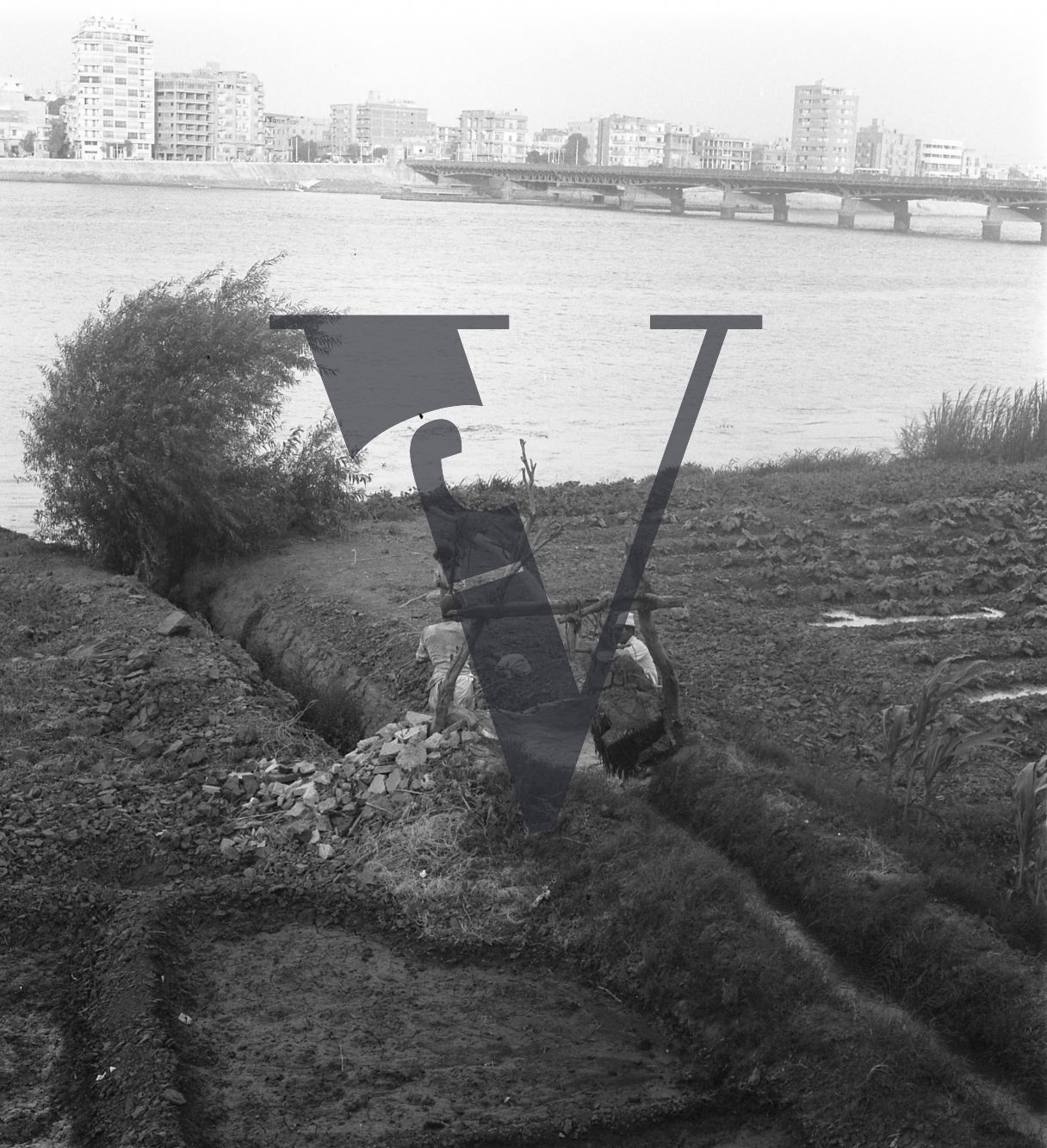Harrania, Egypt, ploughing by the riverbank.