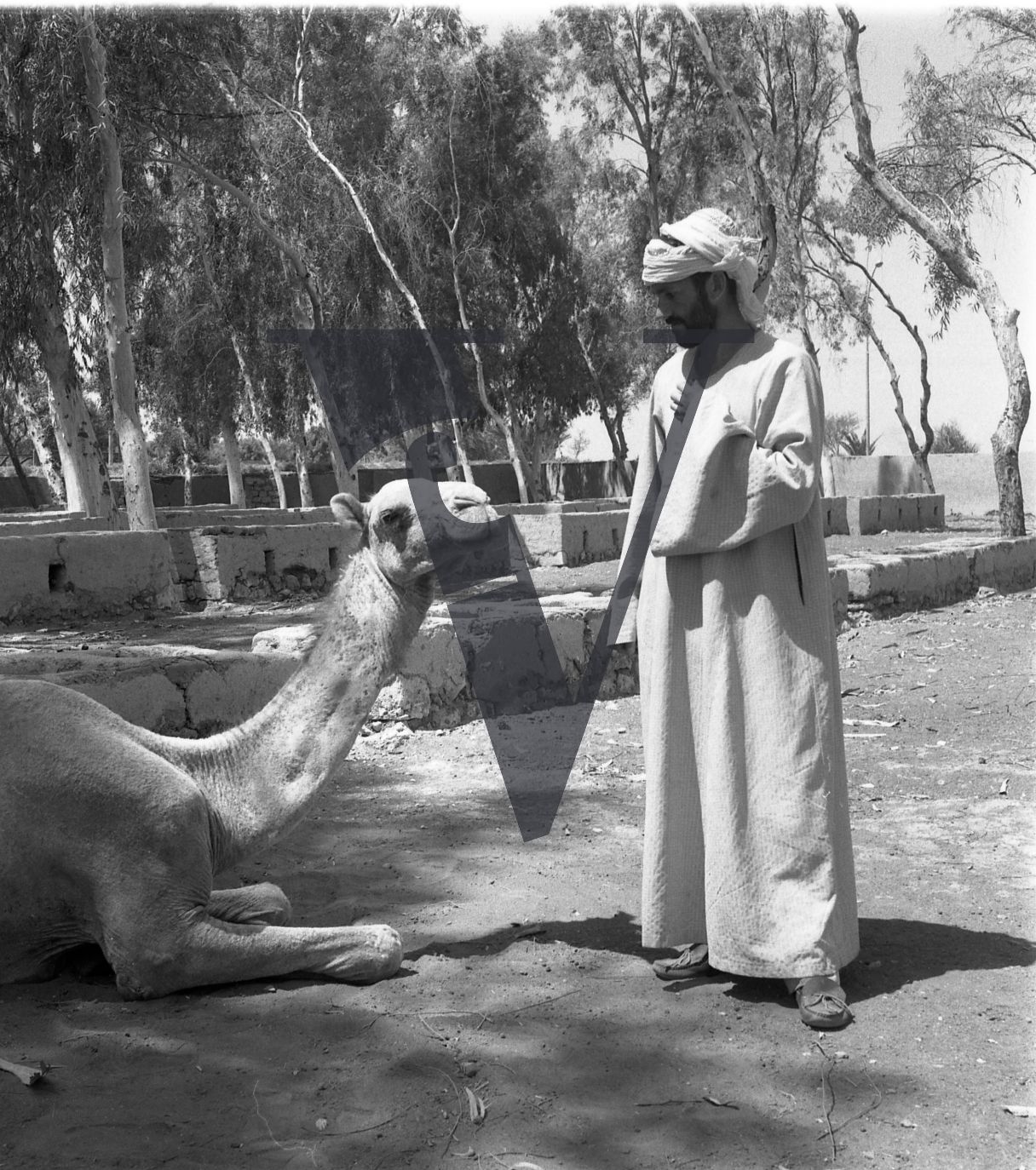 Harrania, Egypt, Peter Davis with Camel.