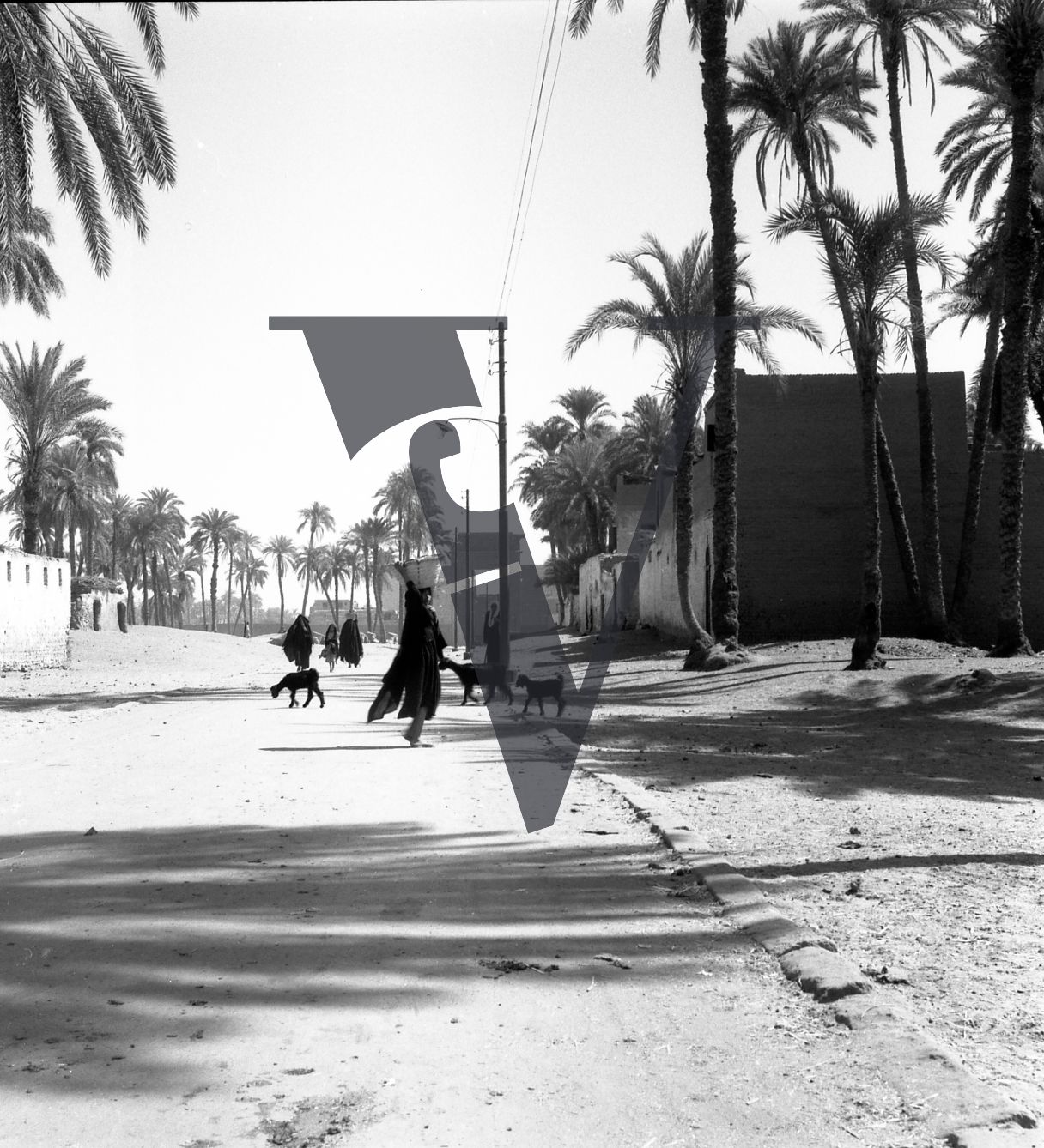 Harrania, Egypt, streetview with people and palms.