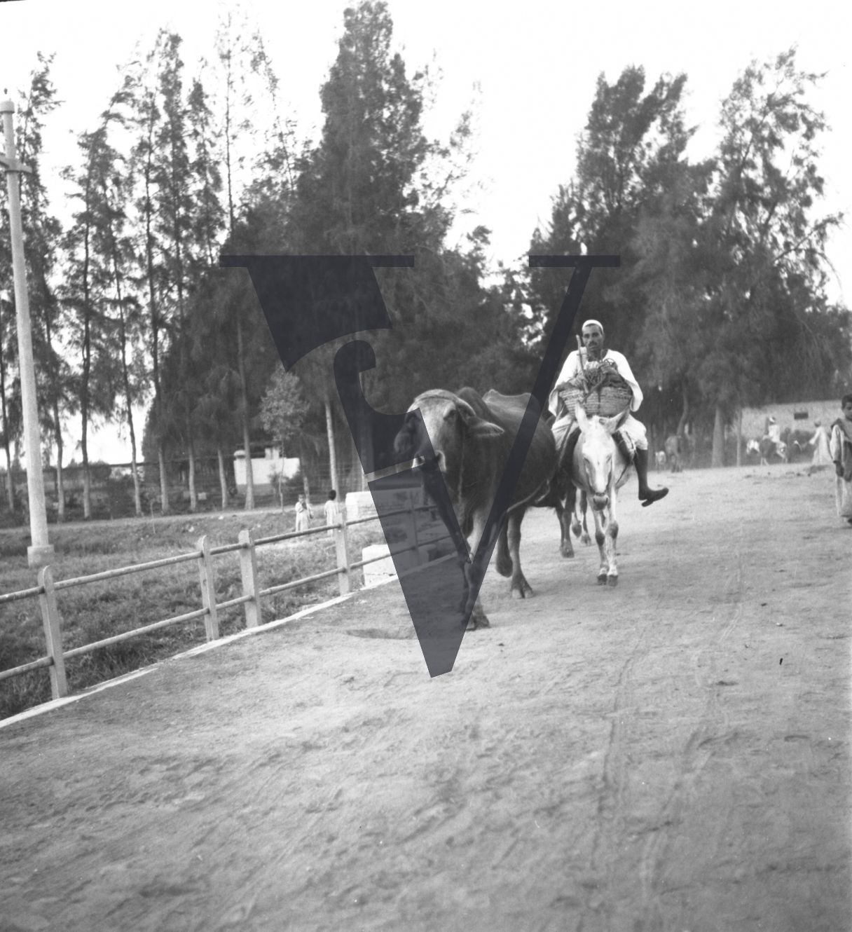 Harrania, Egypt, man on horse with cow.
