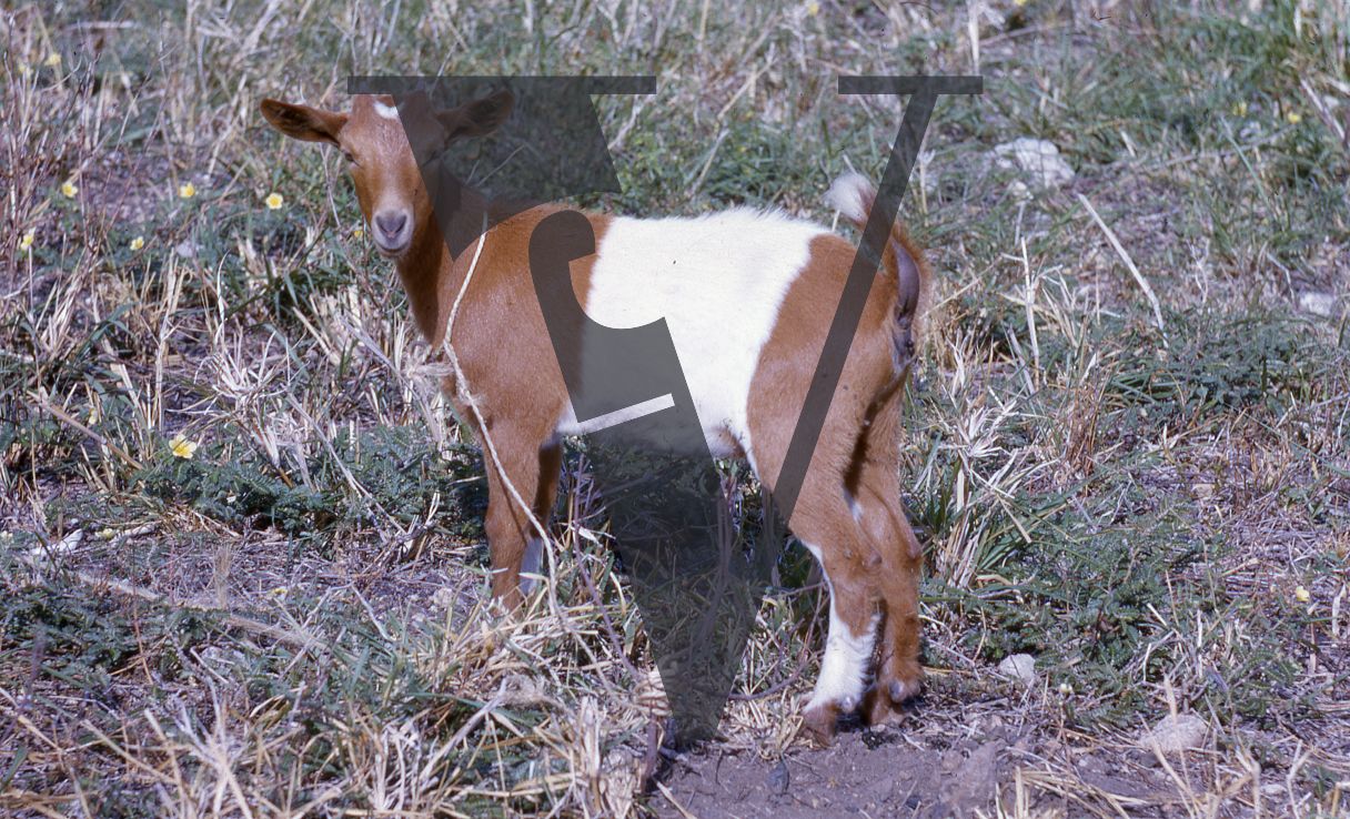 Jamaica, Brown and white goat.