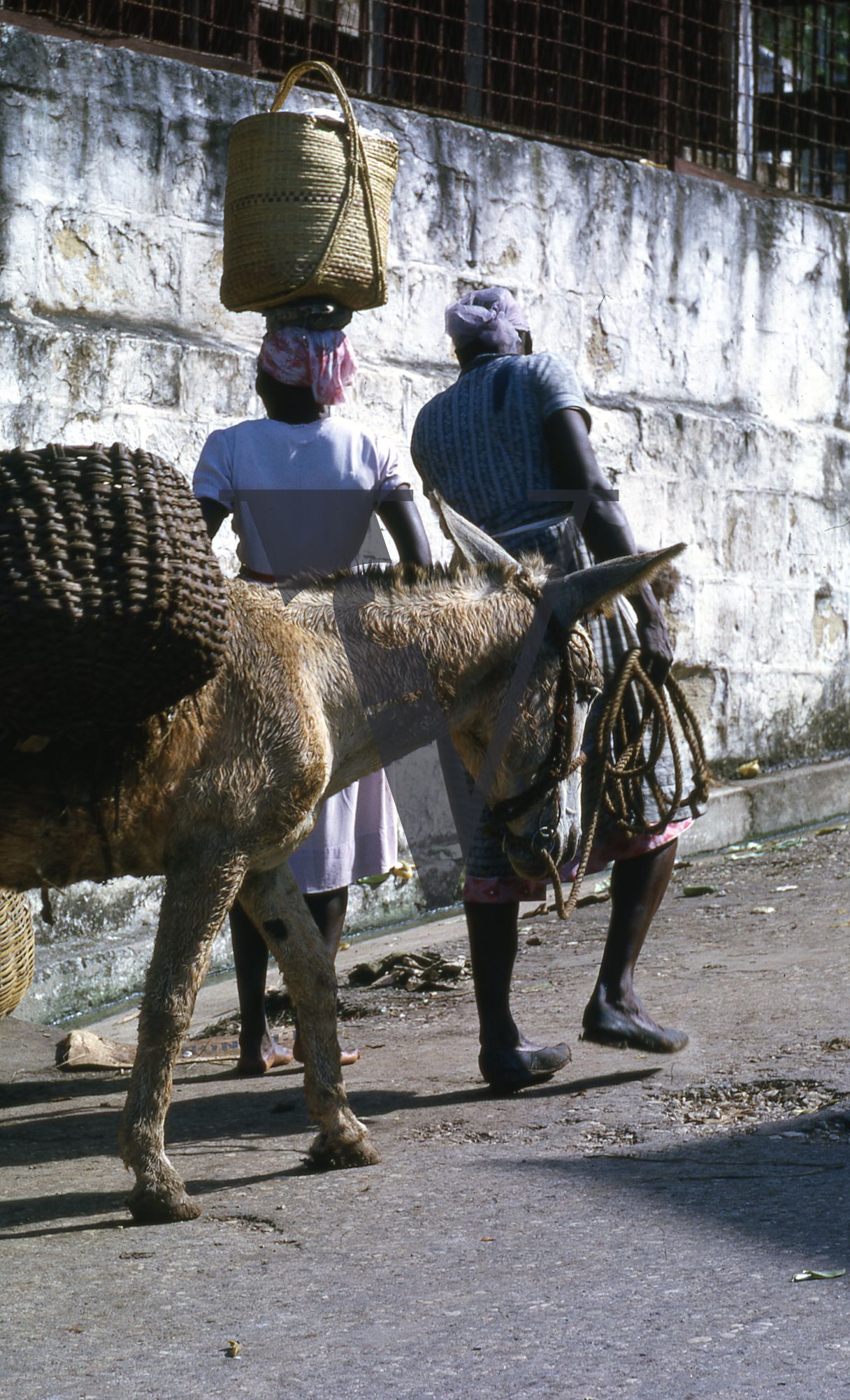 Jamaica, Donkey carries things up hill.