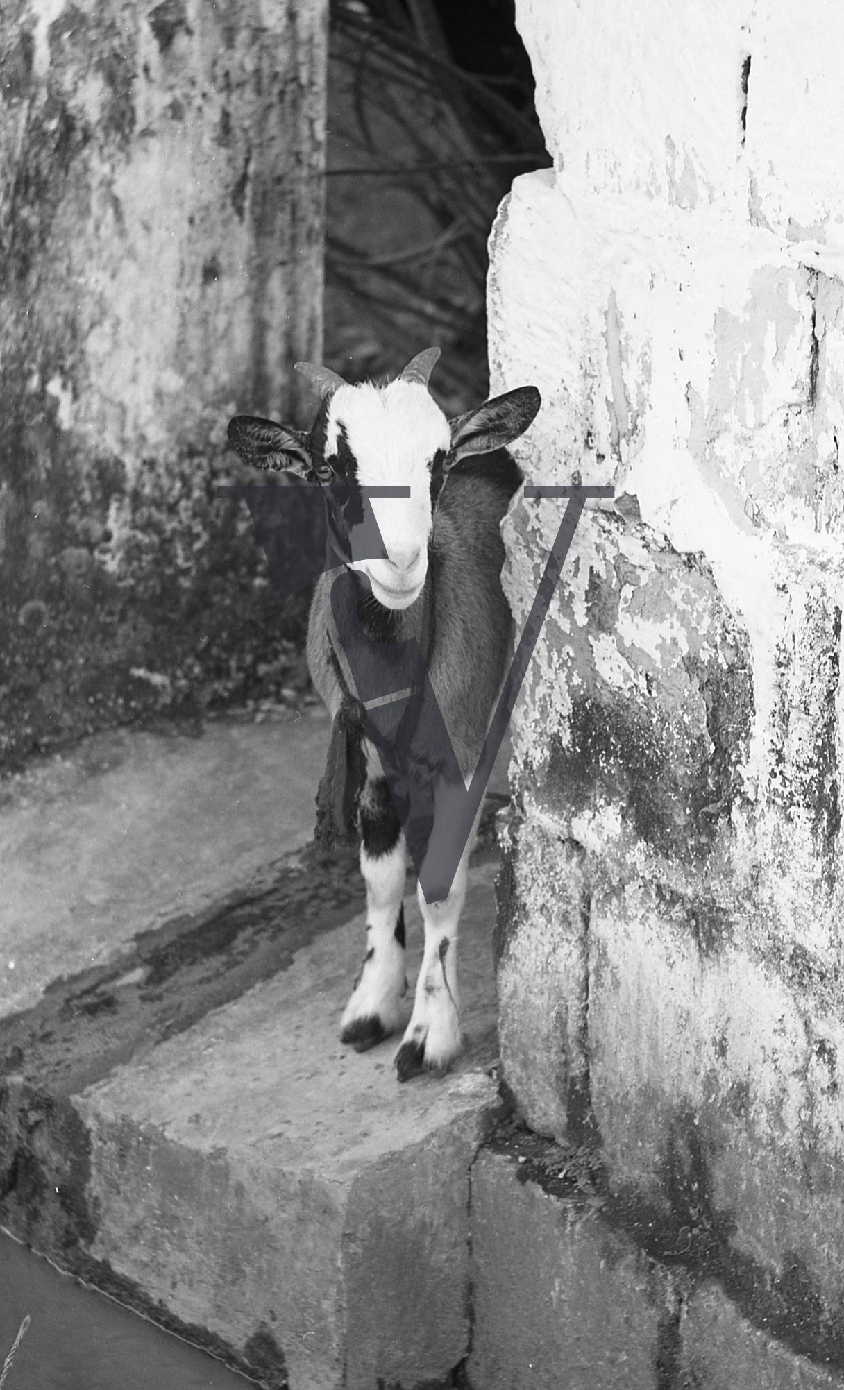 Jamaica, Black and white goat.