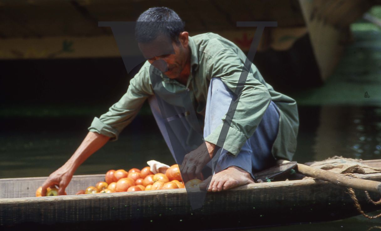 Kashmir, Tomato vendor at market.
