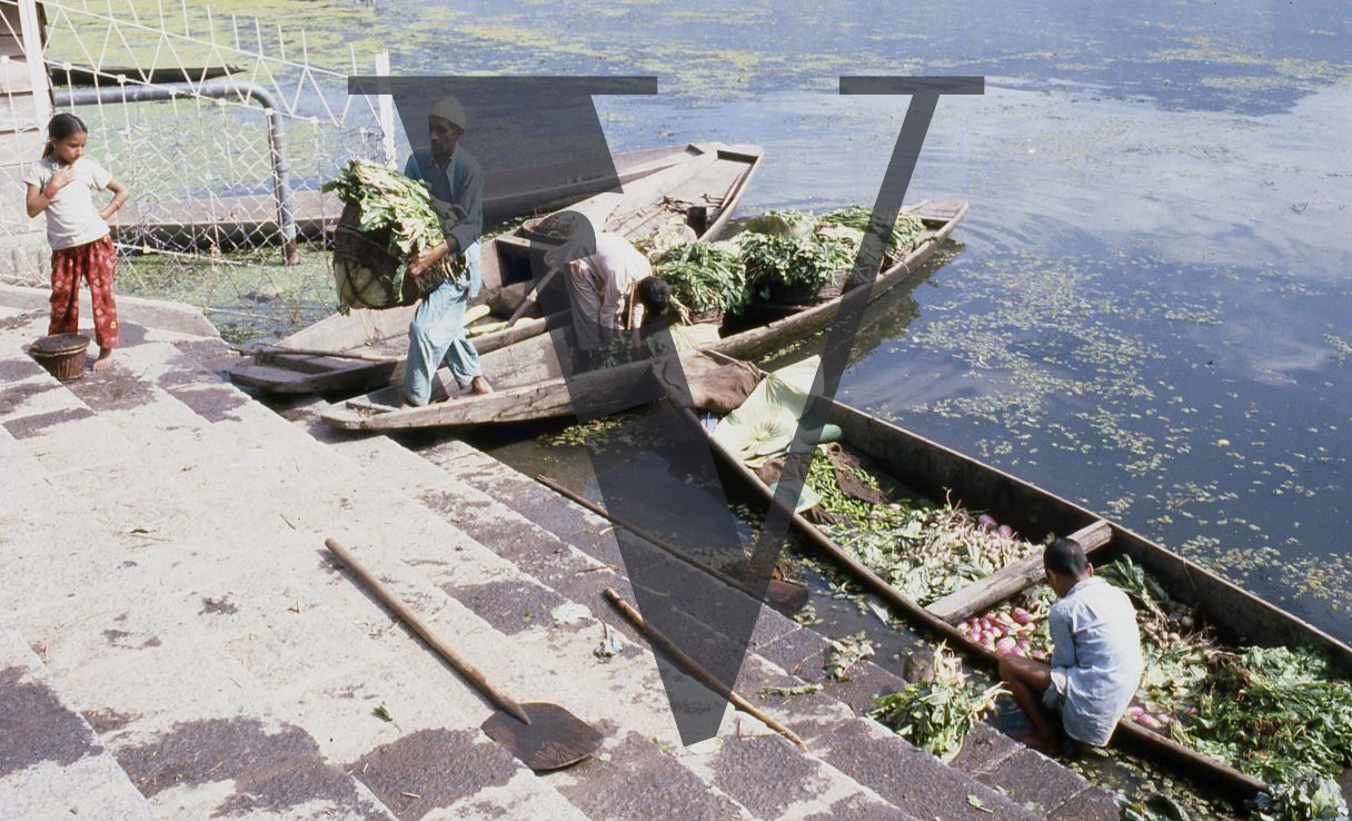 Kashmir, Carrying water lillies ashore.