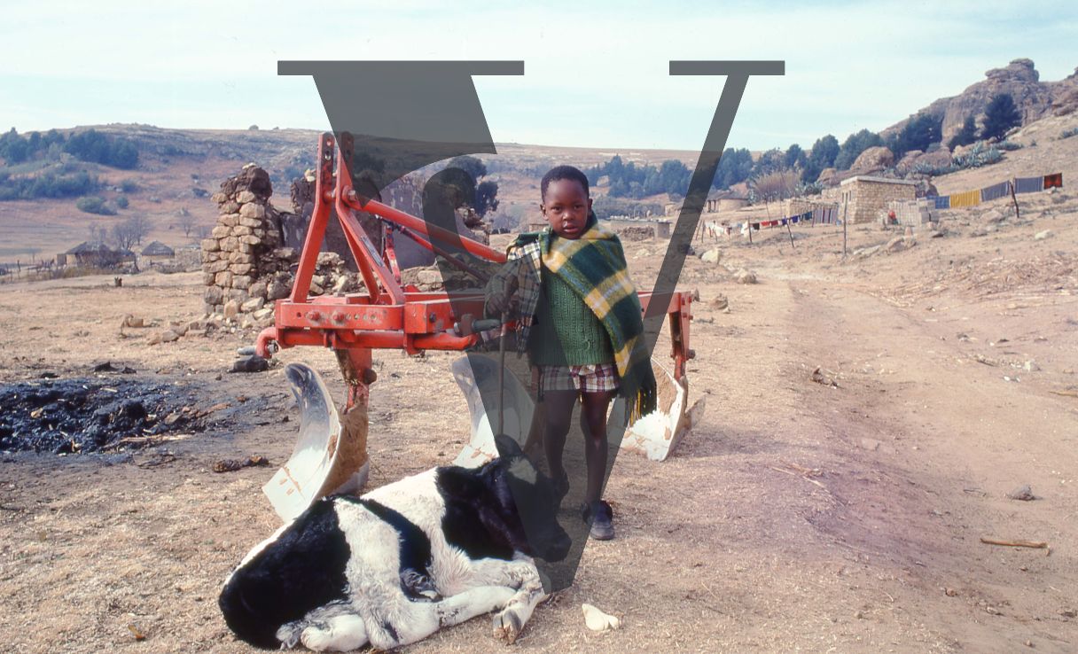 Lesotho, rural, boy with cow, farm machinery, portrait.