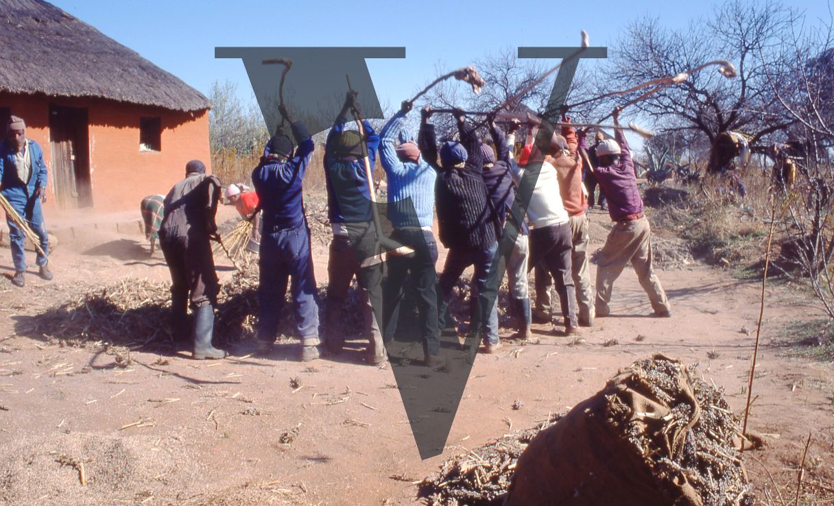 Lesotho, rear shot, group winnowing, wide.