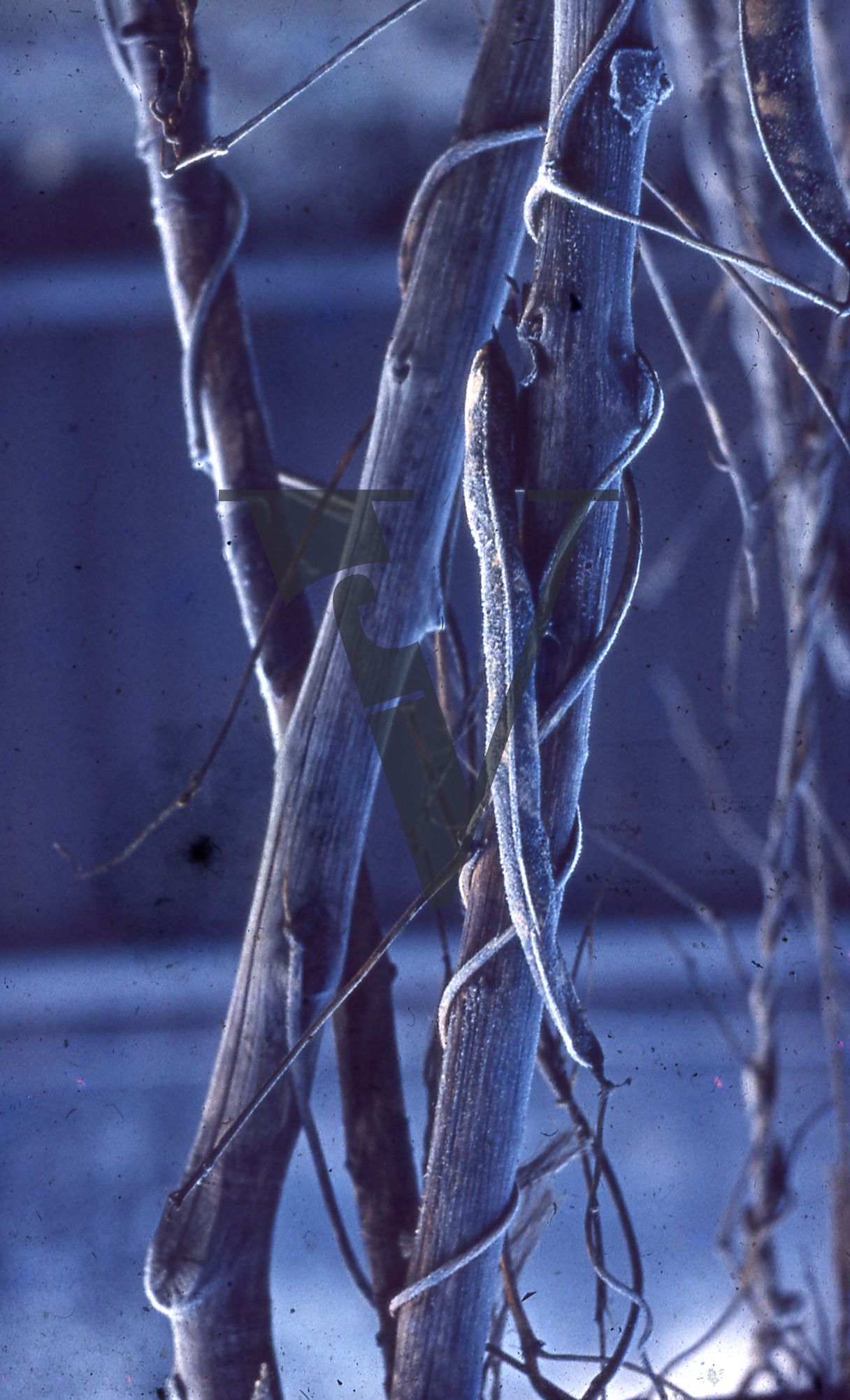 London, Sixties, abstract, closeup, branches, frost.