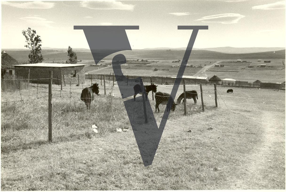 South Africa, Qunu and Transkei, landscape, traditional Xhosa huts, kraal, working livestock, donkeys.