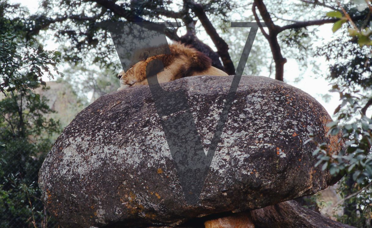 Rhodesia, game reserve, lion sleeping on rock, wide shot.