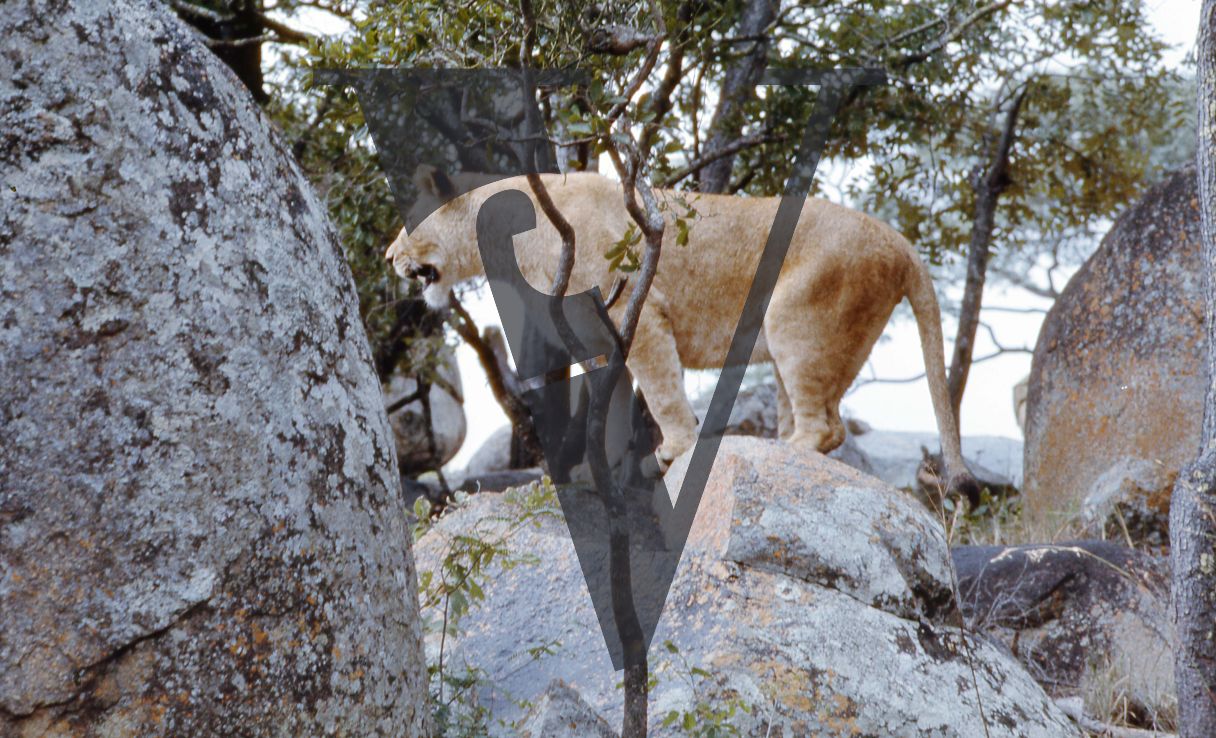 Rhodesia, game reserve, lioness on rocks, full shot.