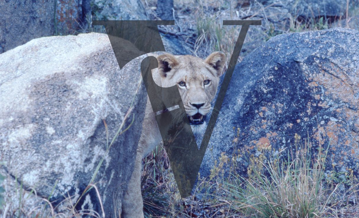 Rhodesia, game reserve, lioness between rocks, observing.