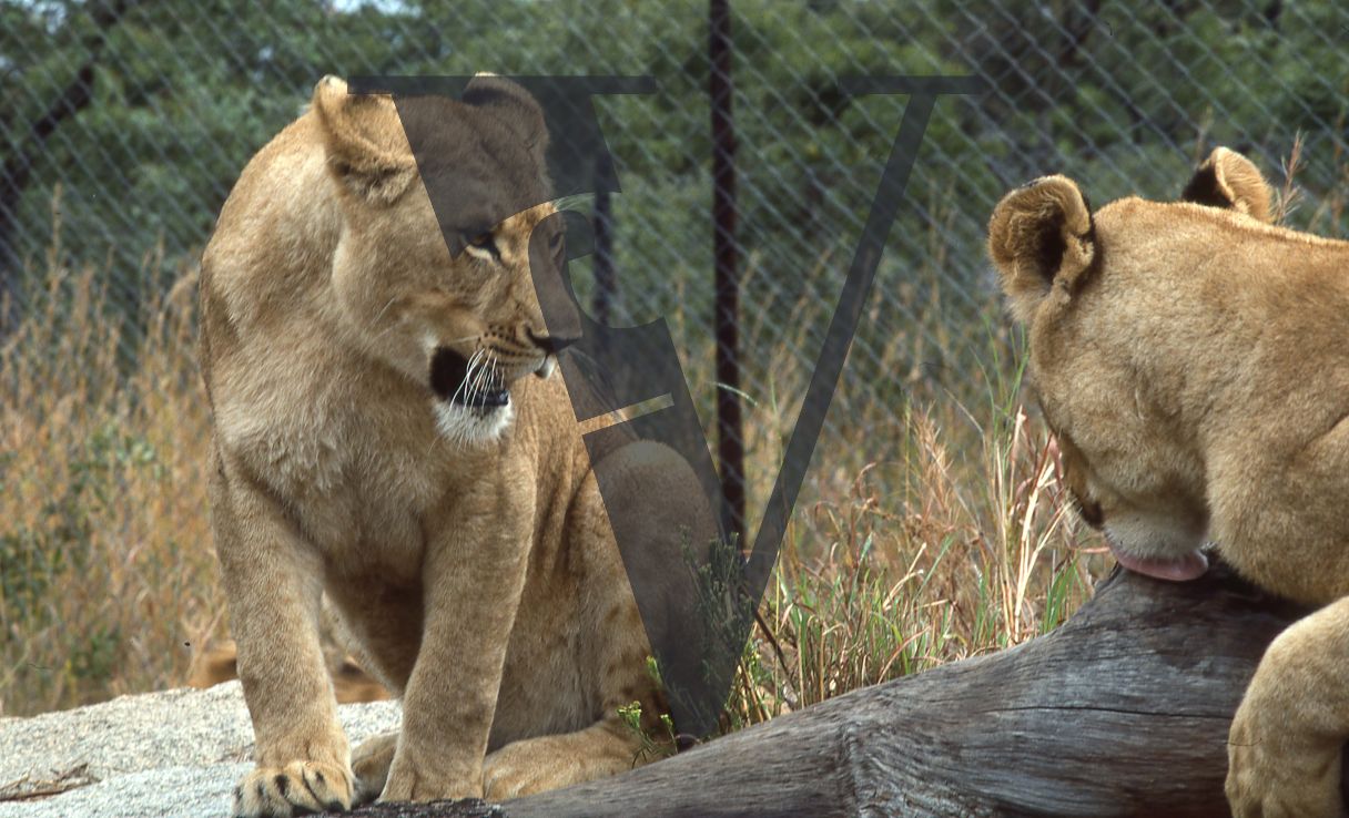 Rhodesia, game reserve, two lionesses, interacting.