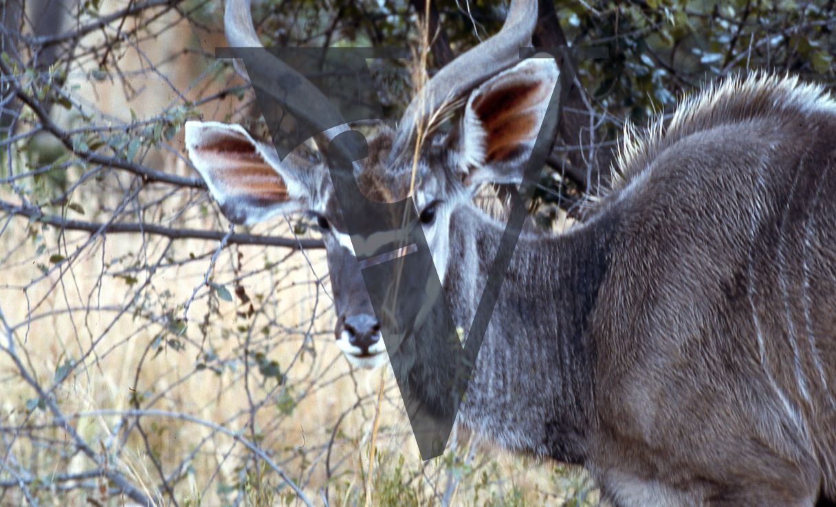 Rhodesia, game reserve, springbok, observing.