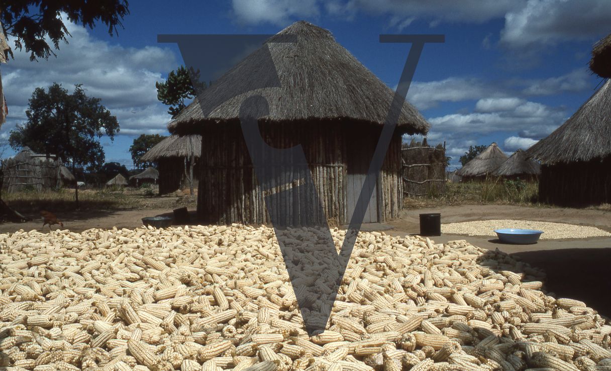 Rhodesia, “protected village”, rondavels, maize, wide shot.