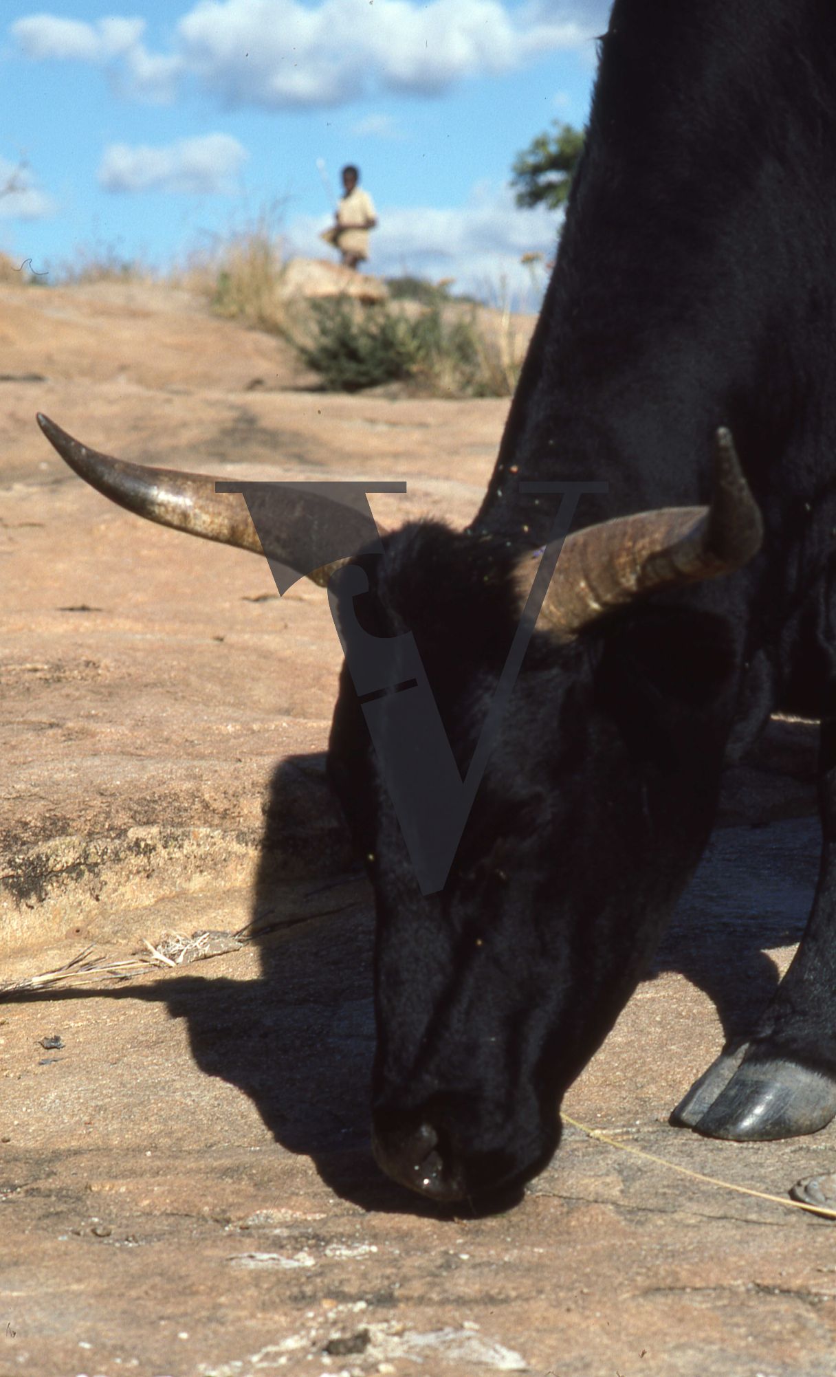 Rhodesia, cow in foreground, boy in background.