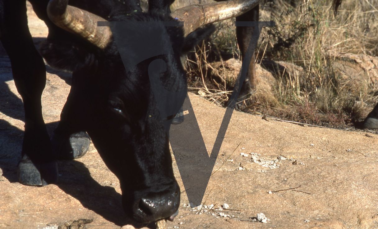 Rhodesia, cow, close-up.