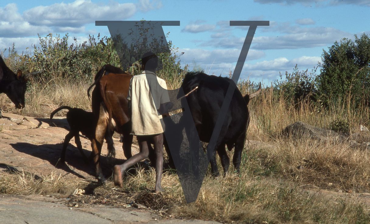 Rhodesia, landscape, boy herding cows.