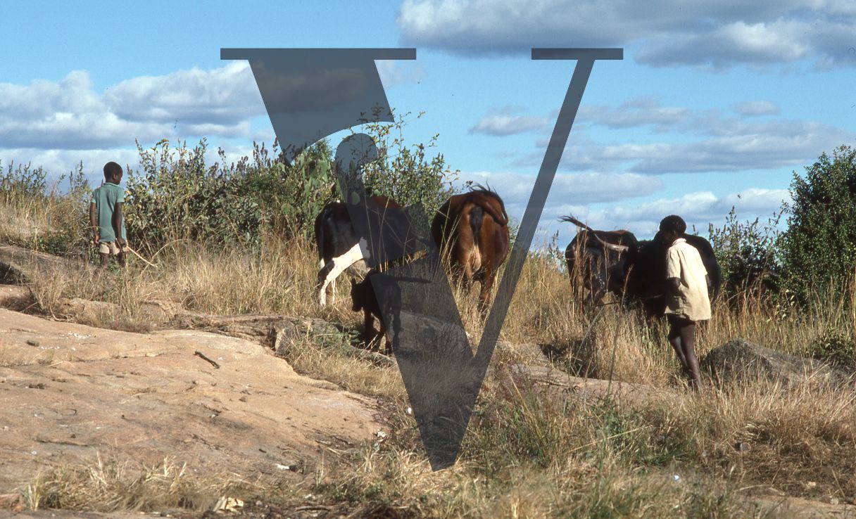 Rhodesia, landscape, two boys herding cows and a calf.