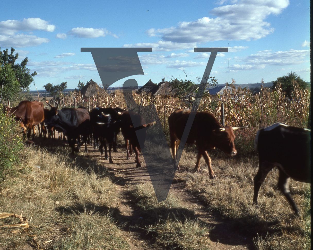 Rhodesia, landscape, cattle, wide shot.