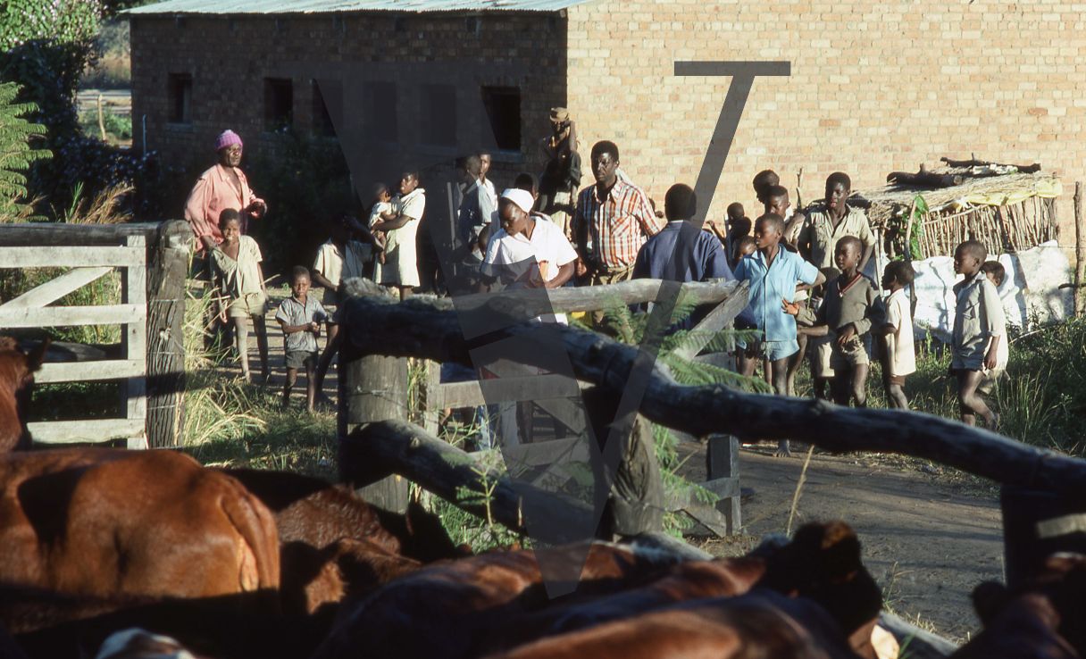 Rhodesia, cattle farm, farmworkers and their families, wide shot.