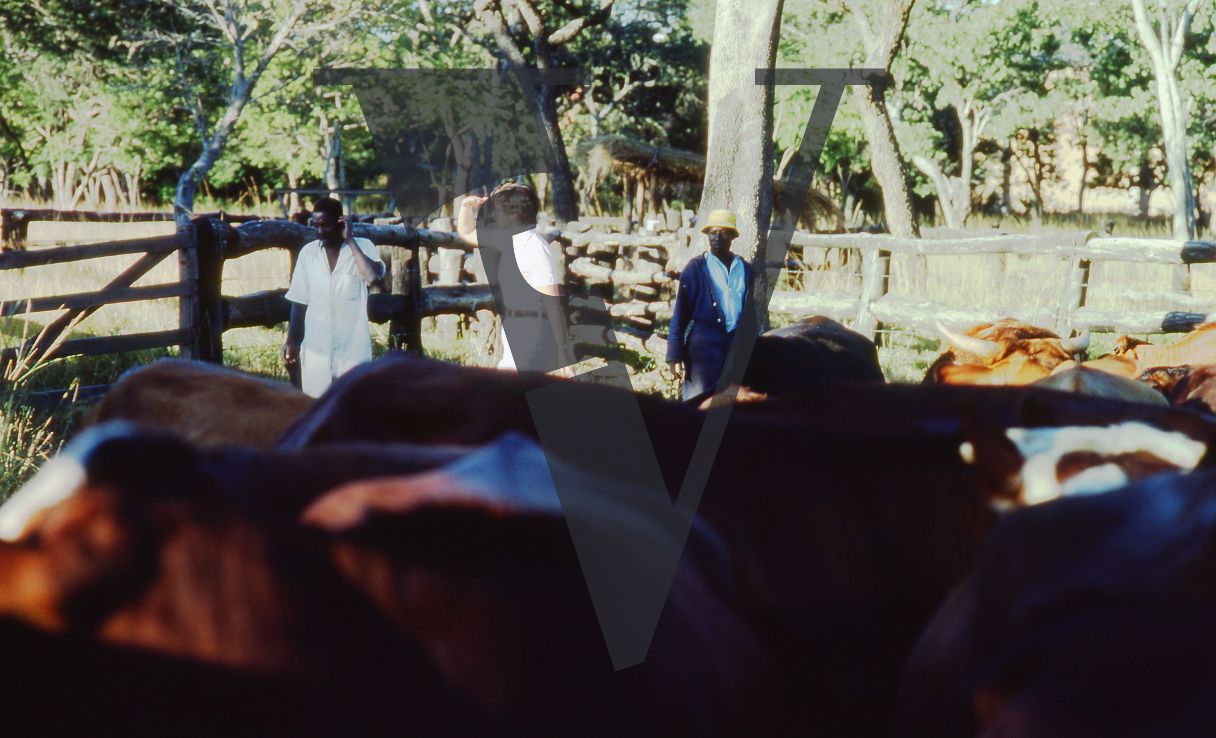 Rhodesia, cattle farm, farm owner, workers, cattle.