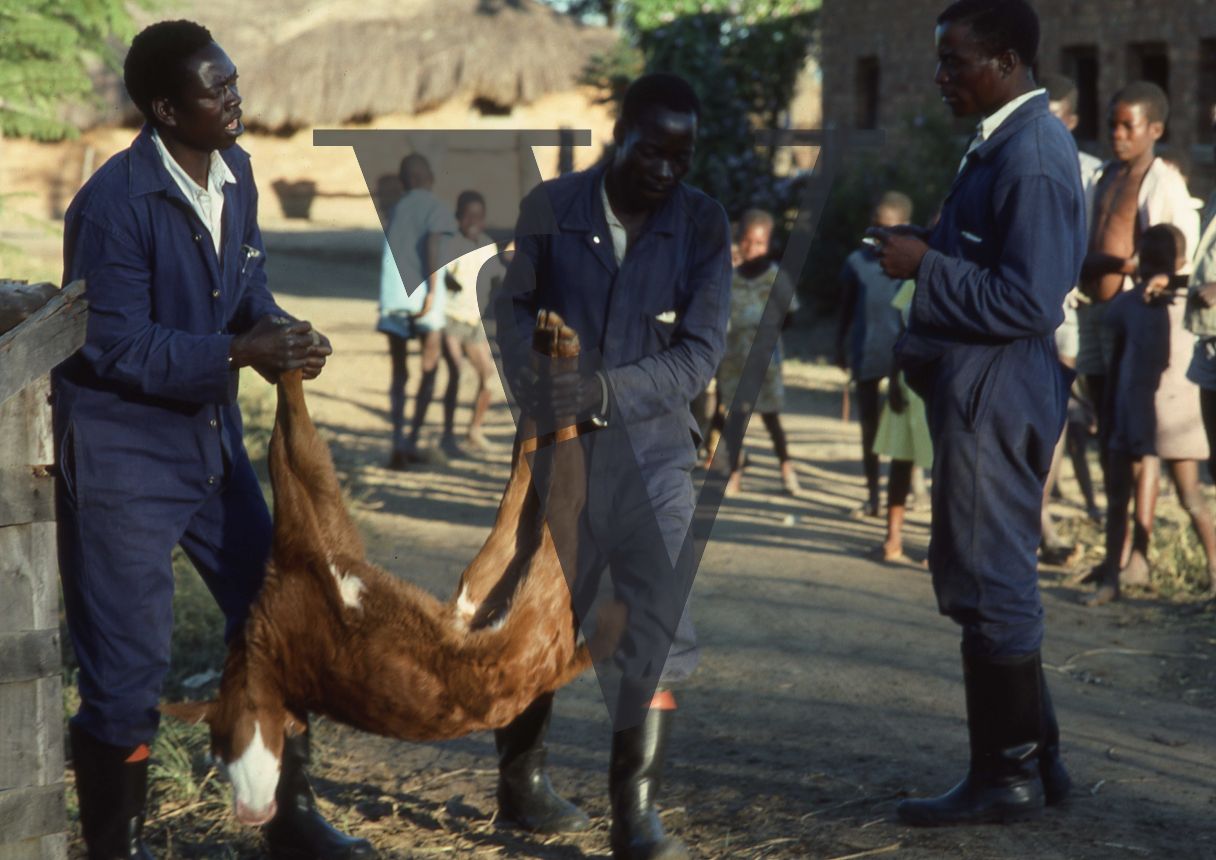 Rhodesia, cattle farm, farmworkers with calf, children in background.