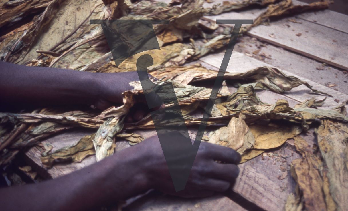 Rhodesia, tobacco farm, worker’s hands, tobacco leaves, close-up.