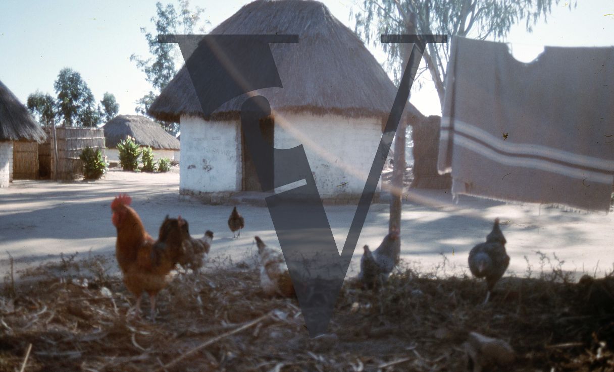 Rhodesia, tobacco farm, rondavel, chickens.