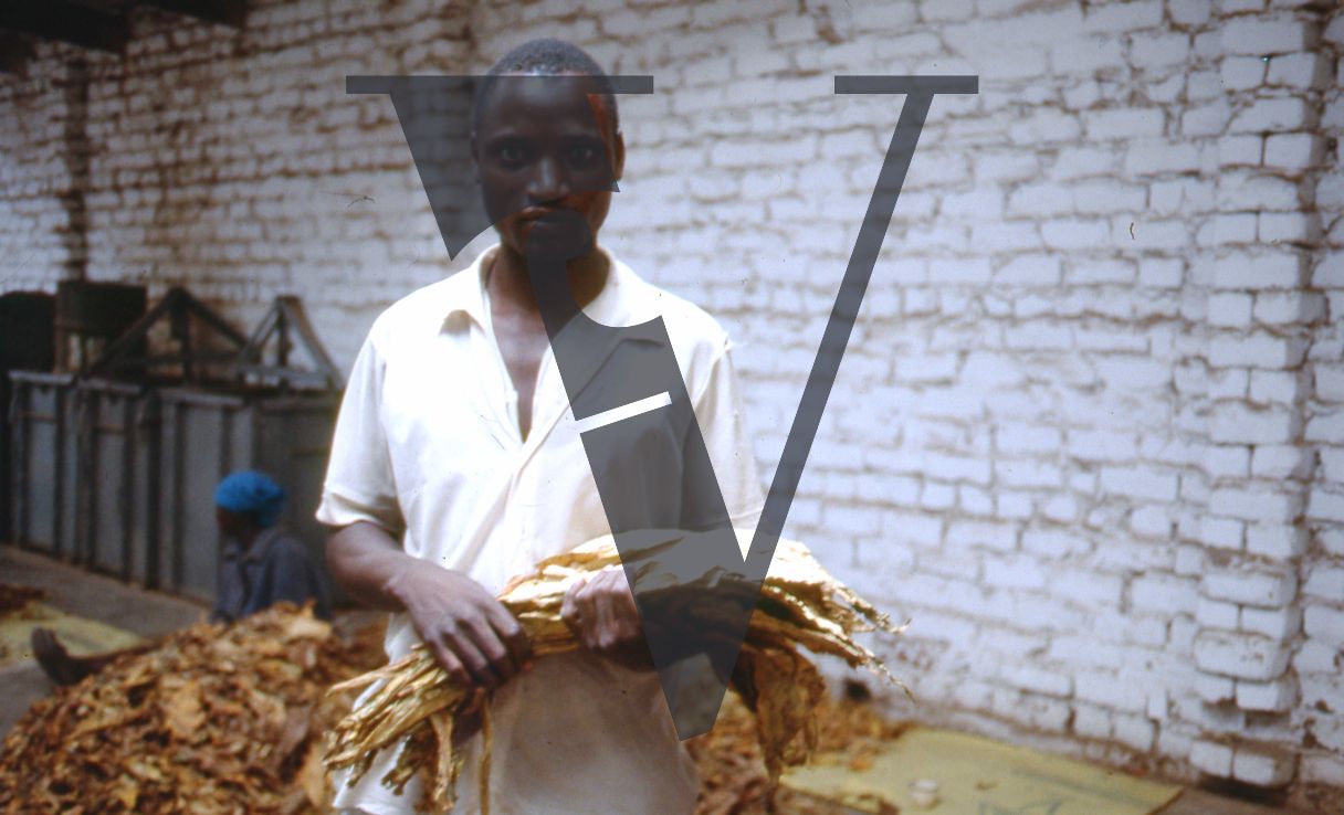 Rhodesia, tobacco farm, man holding tobacco leaves, portrait.