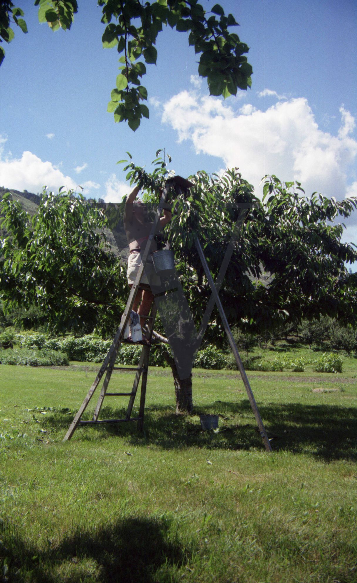 Osoyoos, Okanagan Valley, British Columbia, David Suzuki, orchard, shirtless, ladder, wide.