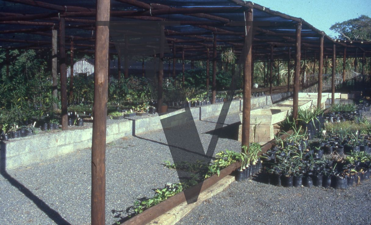 Sangoma, Zululand, Inyanga, cultivated plants, exterior.