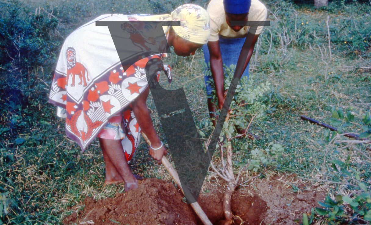 Sangoma, Zululand, Inyanga, women digging for medicinal, Muti, roots.