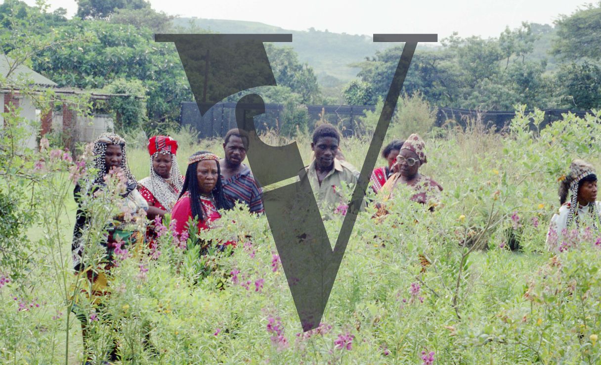 Sangoma, Zululand, Inyanga, group inspecting plants, landscape.