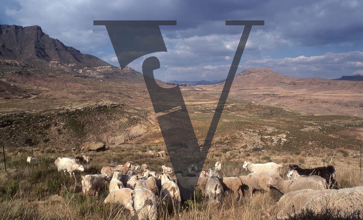 South Africa, Western Cape, landscape, sheep.